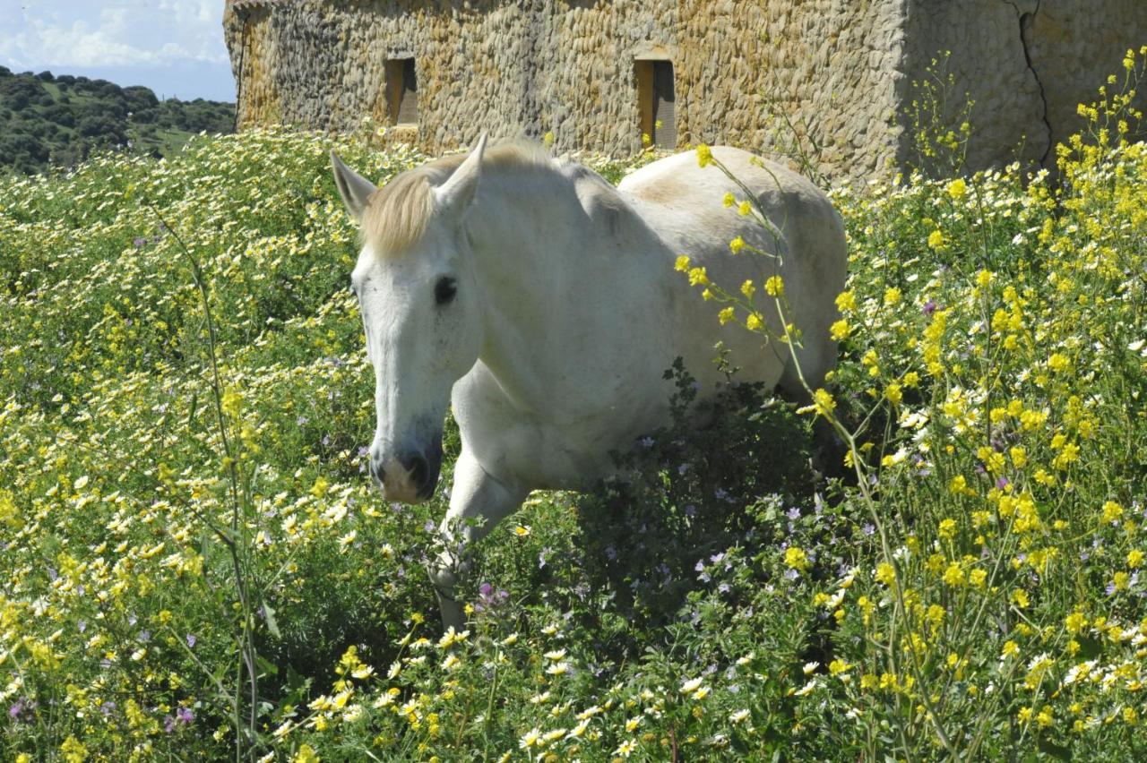 Finca La Cantarera Tarifa Buitenkant foto