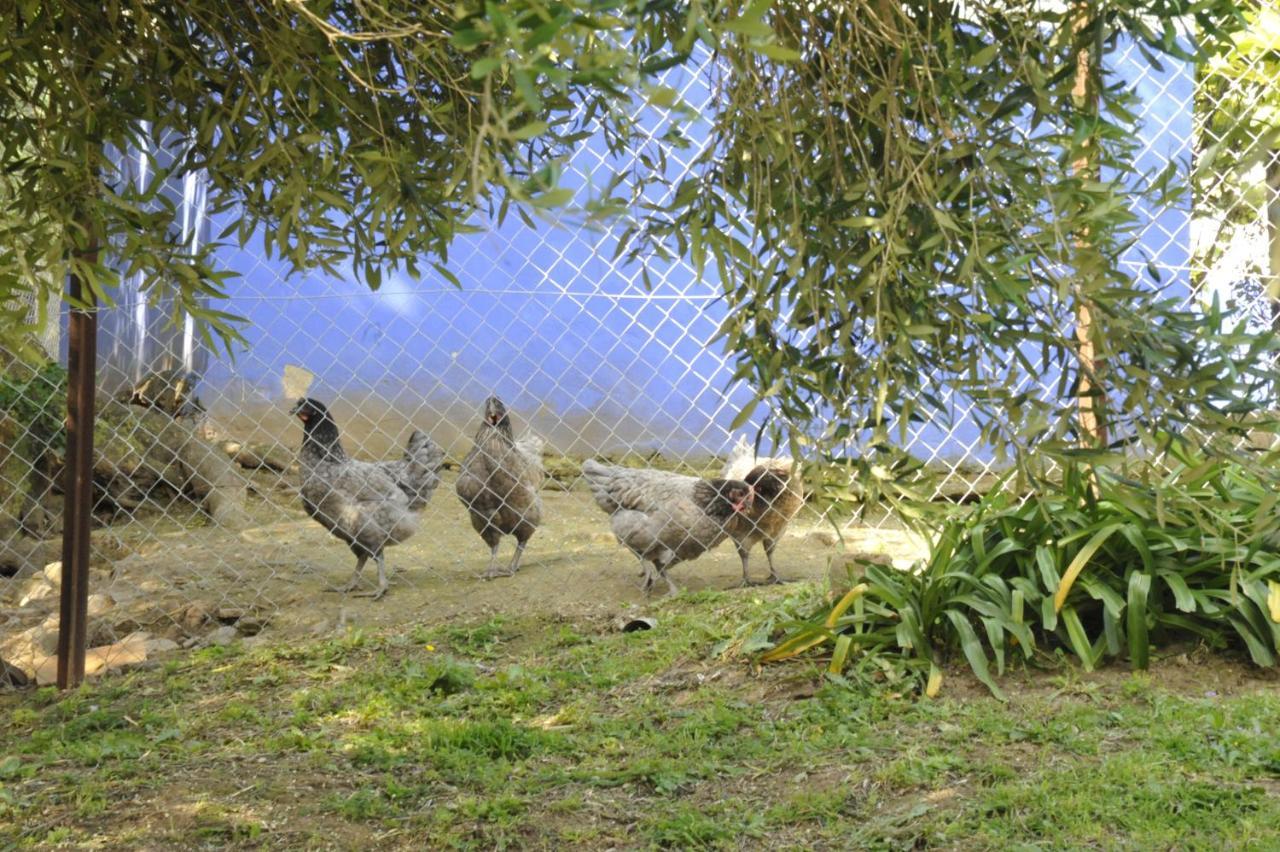 Finca La Cantarera Tarifa Buitenkant foto