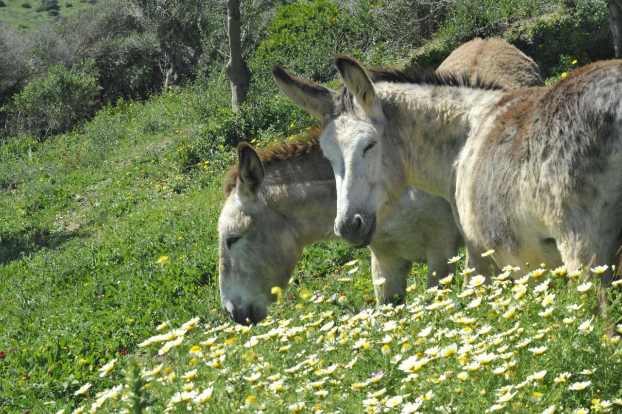 Finca La Cantarera Tarifa Buitenkant foto