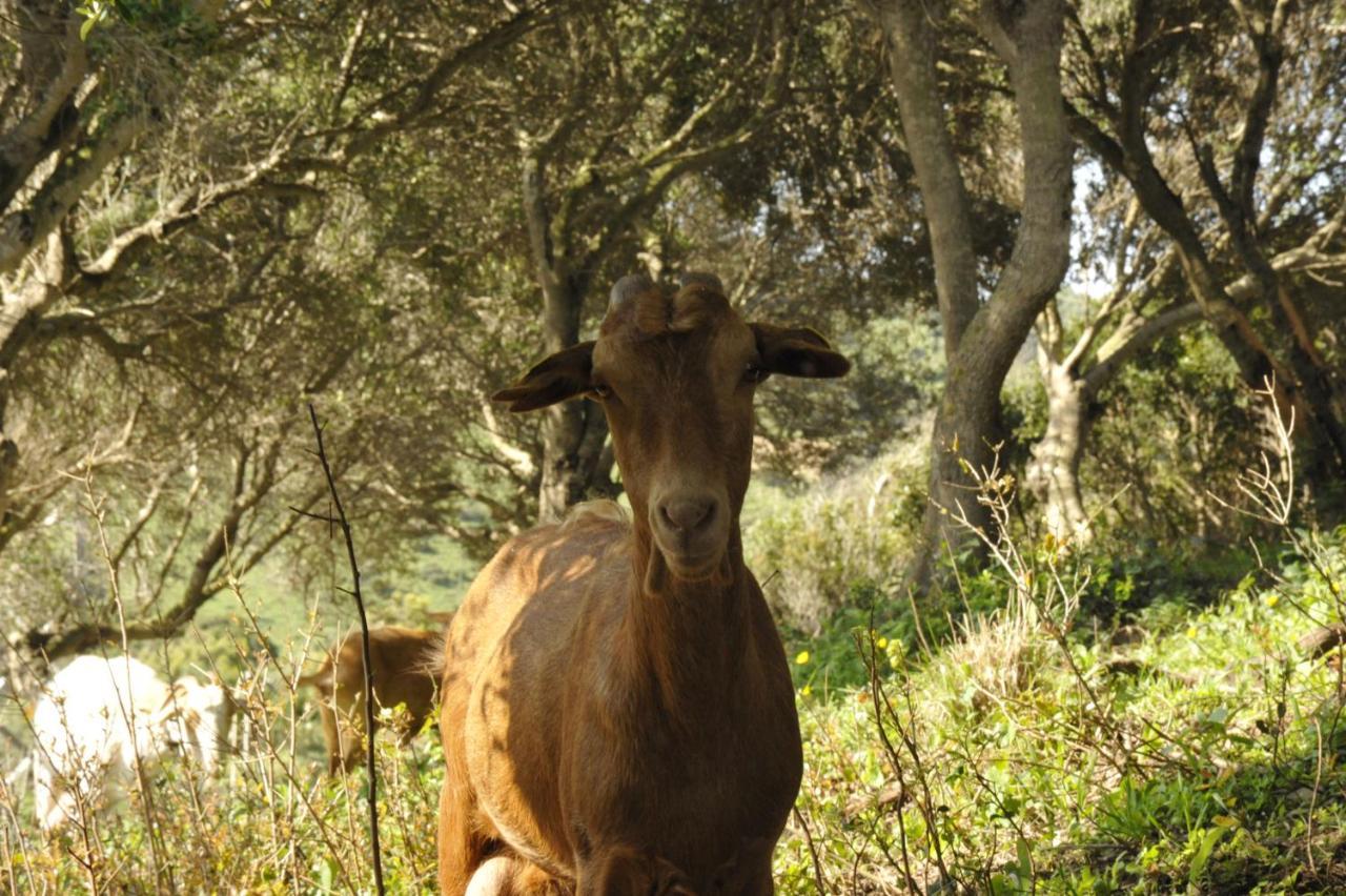 Finca La Cantarera Tarifa Buitenkant foto